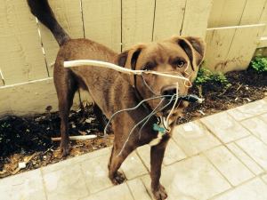 Beau the electrician