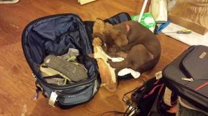 Beau trying to go on my trip